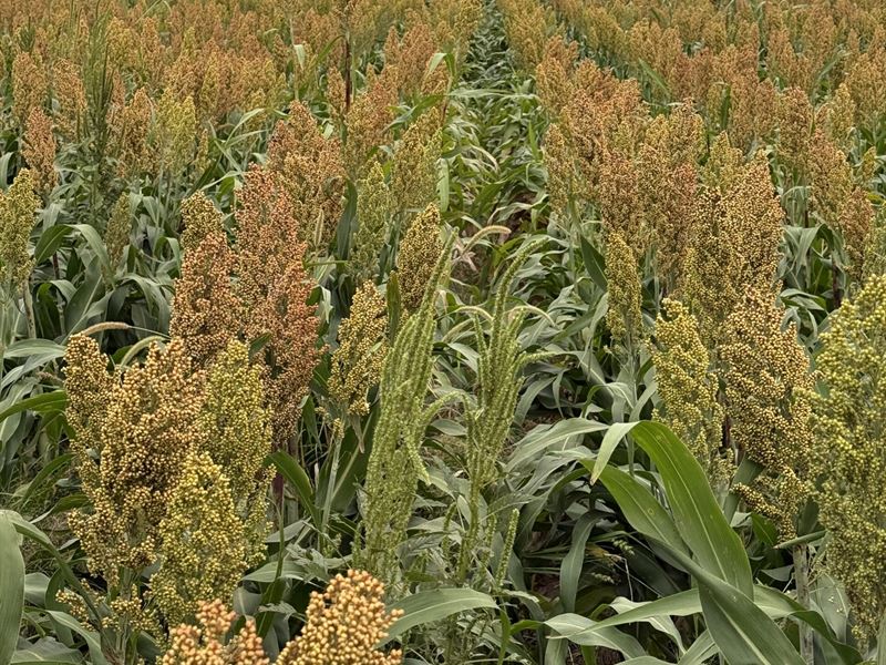 Rebel Farm Ground 640 Crp-Tillable : Ulysses : Grant County : Kansas