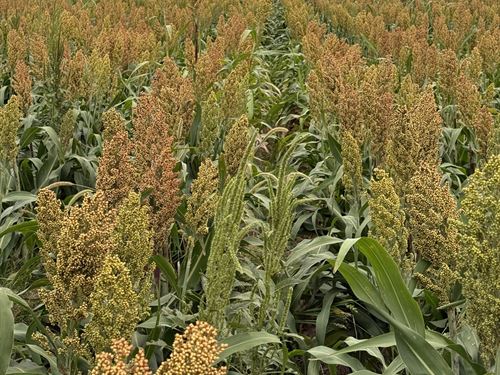 Rebel Farm Ground 640 Crp-Tillable : Ulysses : Grant County : Kansas