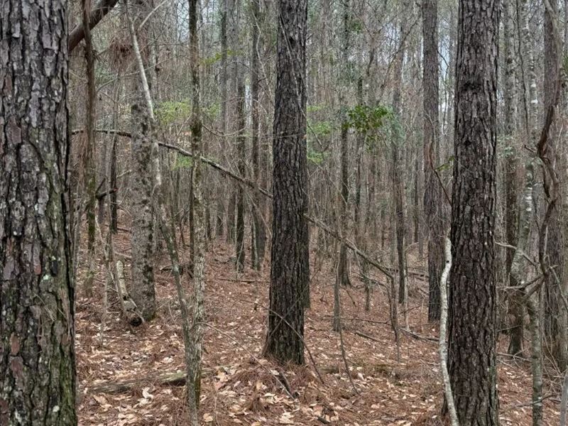 7.2 Acres in Choctaw County, MS : Ackerman : Choctaw County : Mississippi