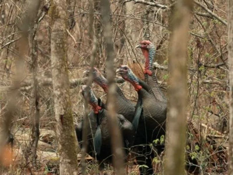 136.5 Acres in Winston County, MS : Louisville : Winston County : Mississippi