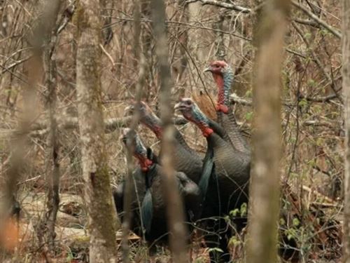 136.5 Acres in Winston County, MS : Louisville : Winston County : Mississippi