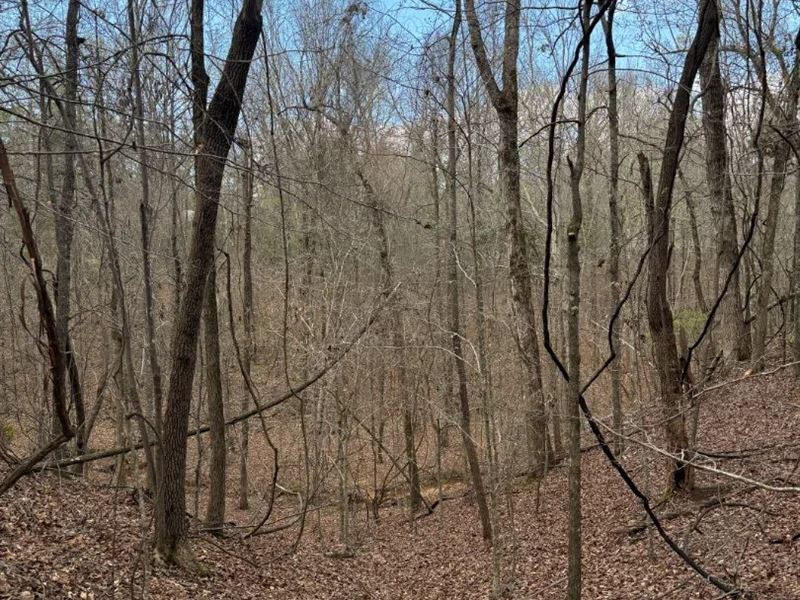 8 Acres in Choctaw County, MS : Ackerman : Choctaw County : Mississippi