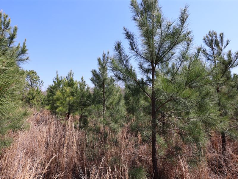 Rural Homesite/ Hunting Camp : Dublin : Laurens County : Georgia