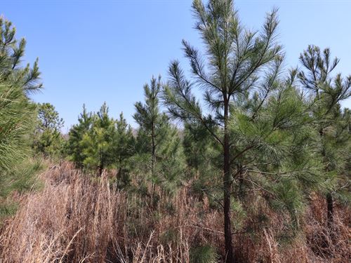 Rural Homesite/ Hunting Camp : Dublin : Laurens County : Georgia