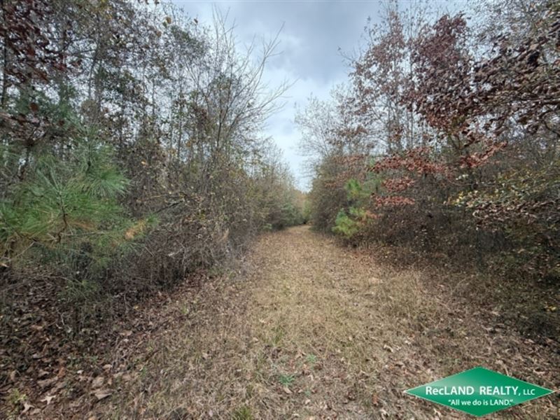 78 Ac Hunting Tract : Shongaloo : Webster Parish : Louisiana