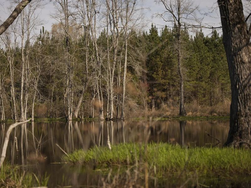 540 Acres in St Clair County, AL : Cropwell : Saint Clair County : Alabama