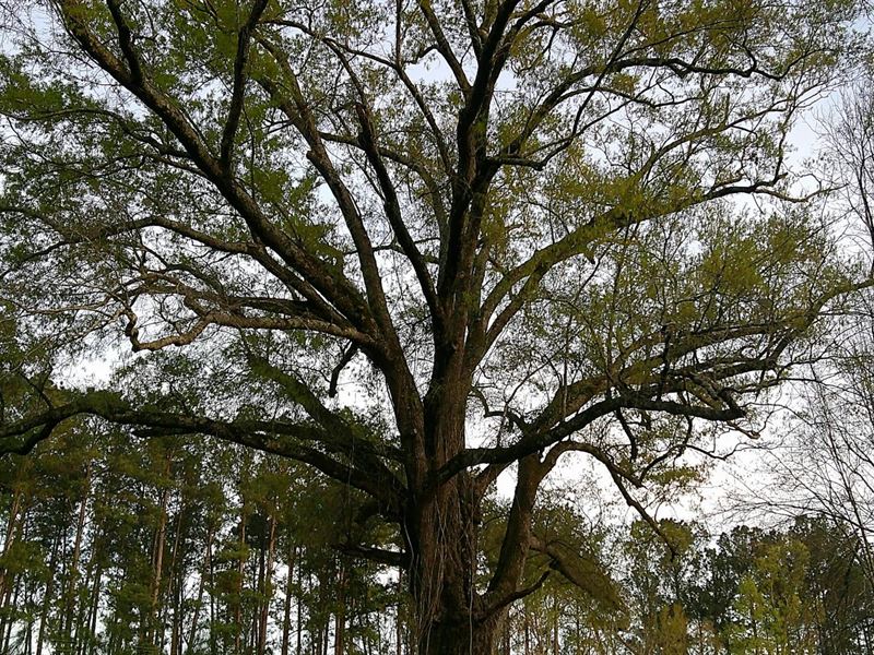 5 Acres in Emanuel County, GA : Midville : Emanuel County : Georgia