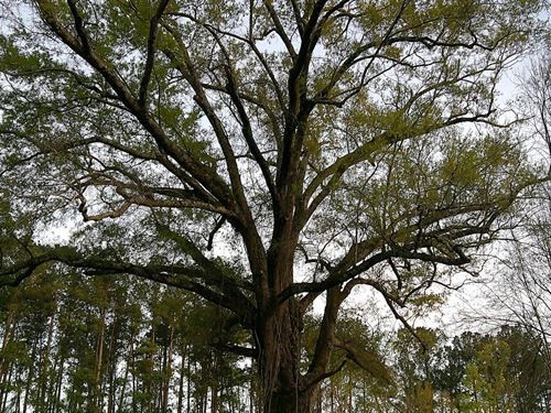 5 Acres in Emanuel County, GA : Midville : Emanuel County : Georgia