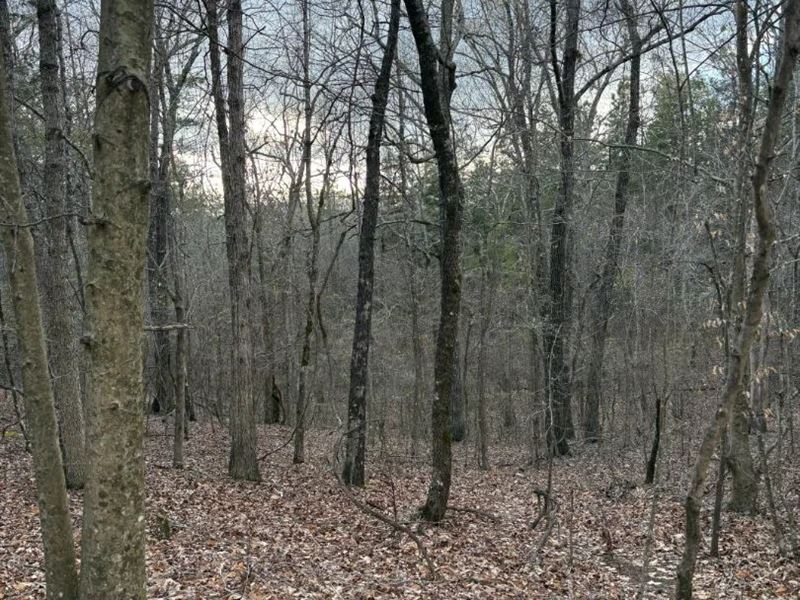 22 Acres in Union County, MS : Blue Springs : Union County : Mississippi