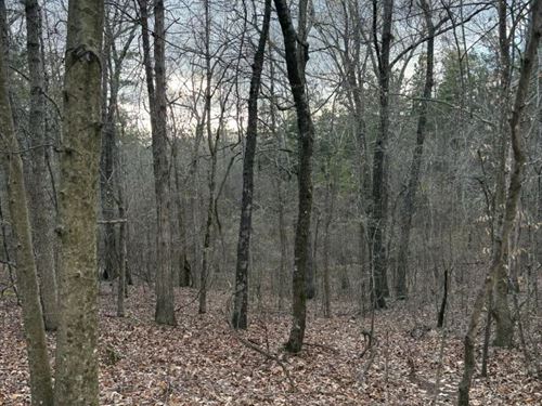 22 Acres in Union County, MS : Blue Springs : Union County : Mississippi