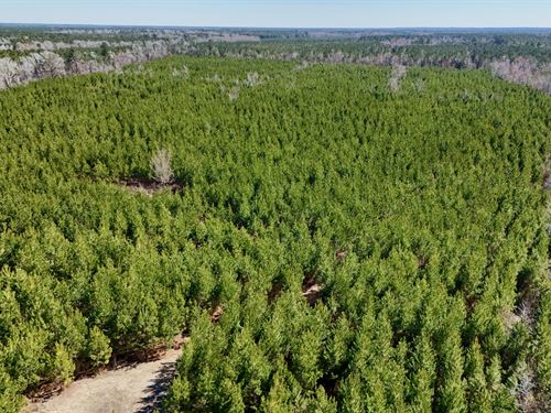 Lewis Timber Tracts : Currie : Pender County : North Carolina