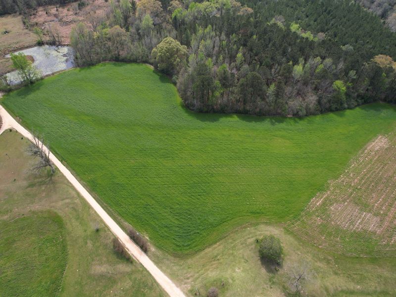 Idell Mosely Road 11 Acres : Millry : Washington County : Alabama