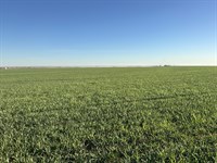 320 Acres SE of Weatherford, OK : Weatherford : Caddo County : Oklahoma