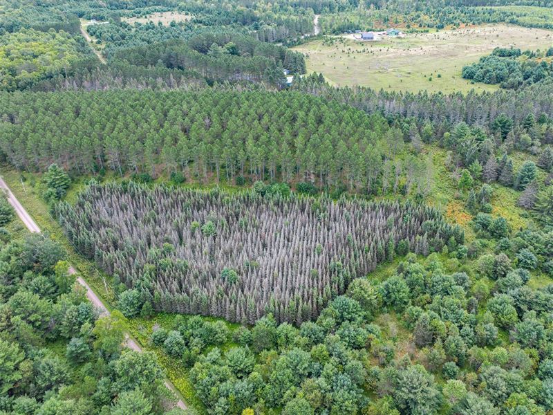 5 Wooded Rolling Acres : Phelps : Vilas County : Wisconsin