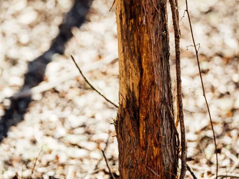 One Equity Share in St Francis Cou : Forrest City : Saint Francis County : Arkansas