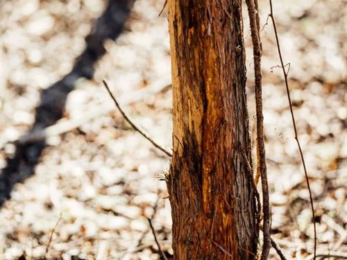 433.77 Acres St Francis County, AR : Forrest City : Saint Francis County : Arkansas