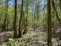 MT Hermon 42 : Mt. Hermon : Washington Parish : Louisiana