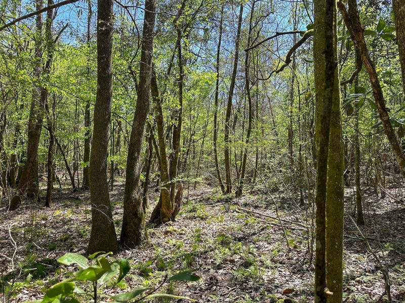 MT Hermon 42 : Mt. Hermon : Washington Parish : Louisiana