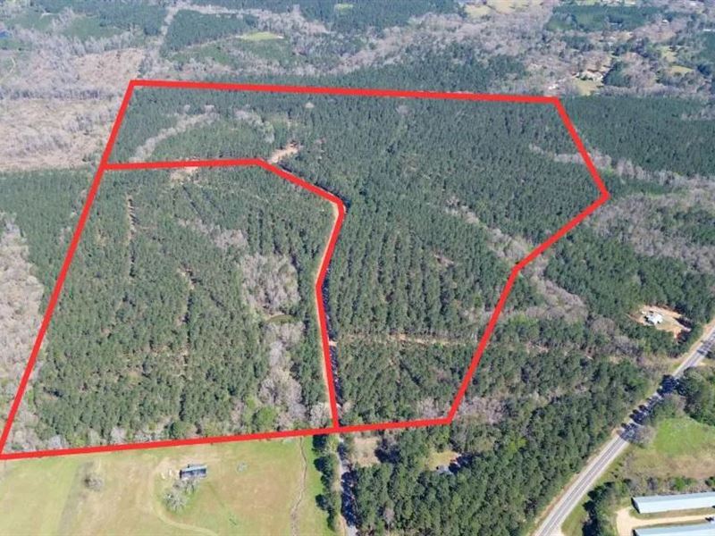 Northeast Lincoln Parish Timberland : Choudrant : Lincoln Parish : Louisiana