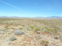 Dream Homestead is Waiting : Dolan Springs : Mohave County : Arizona