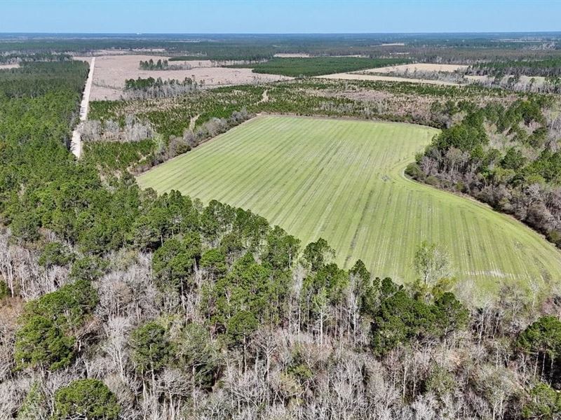 Hidden 92-Acre Retreat : Odum : Wayne County : Georgia