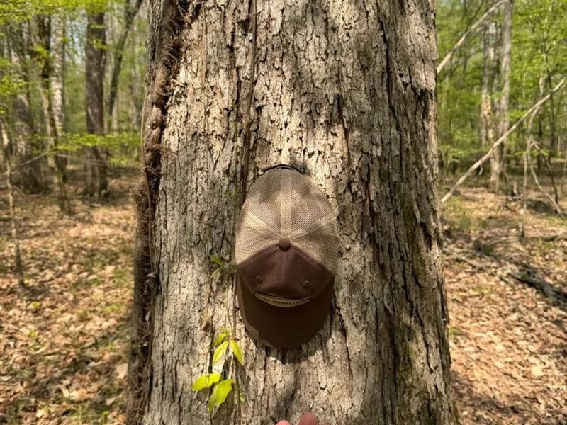 32 Acres in Clarke County, MS : Enterprise : Clarke County : Mississippi