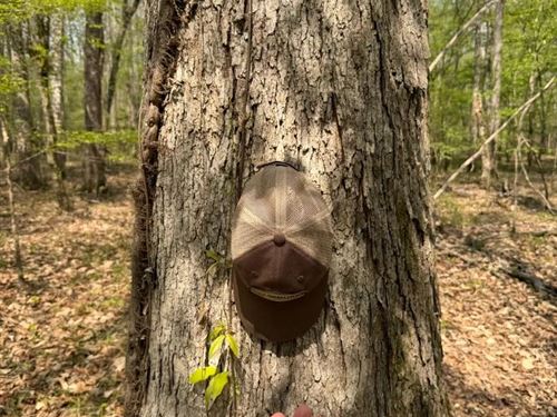 32 Acres in Clarke County, MS : Enterprise : Clarke County : Mississippi