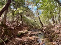 71 Acres in Wedowee, AL : Wedowee : Randolph County : Alabama