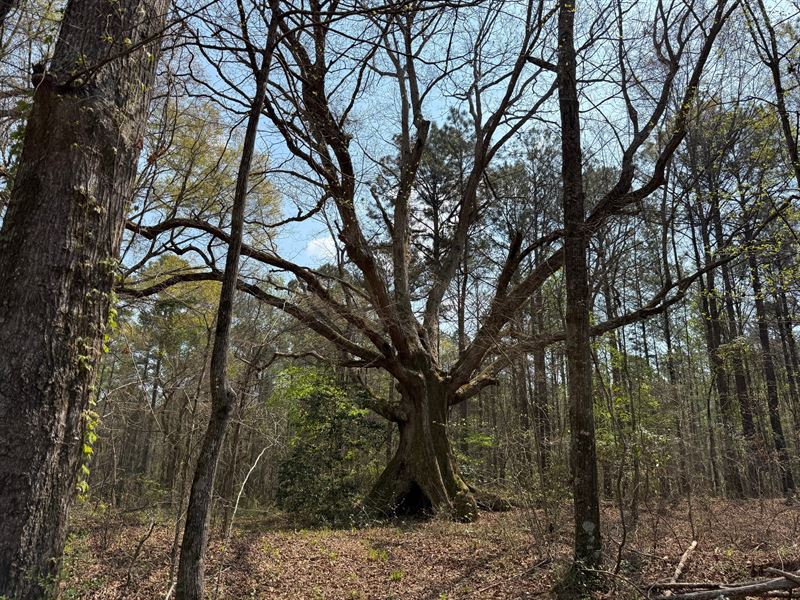 18 Acres, Waverly, AL : Camp Hill : Tallapoosa County : Alabama