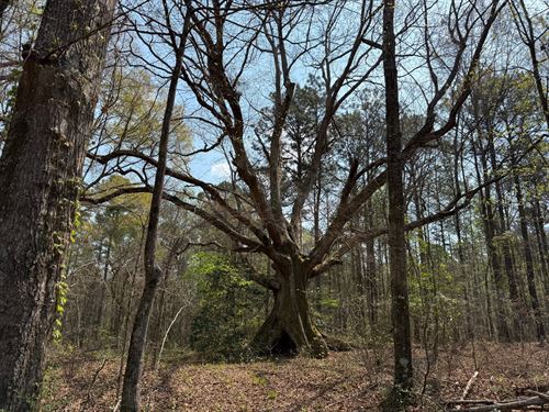 18 Acres, Waverly, AL : Camp Hill : Tallapoosa County : Alabama