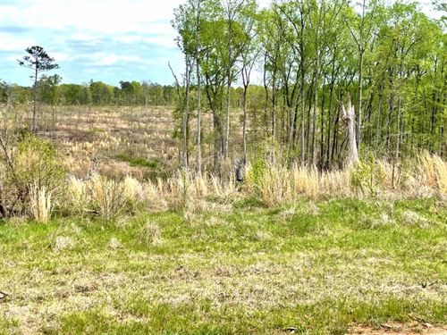 Jasper Co. Hunting Tract : Hillsboro : Jasper County : Georgia