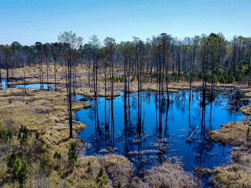 Cypress Pond Tract : Denmark : Bamberg County : South Carolina