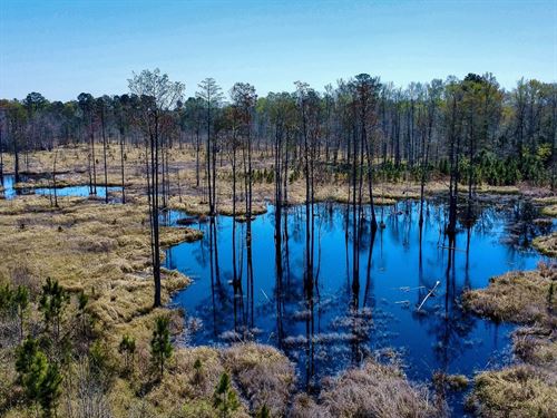 Cypress Pond Tract : Denmark : Bamberg County : South Carolina