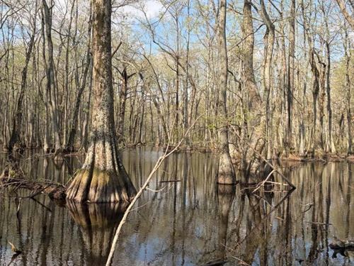 114.5 Acres in Leflore County, MS : Minter City : Leflore County : Mississippi