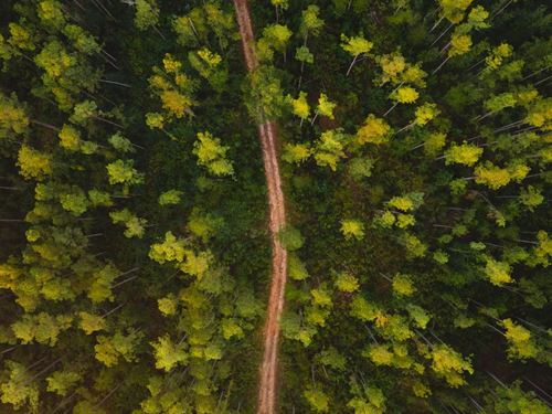 125.43 Acres Jefferson Davis County : Columbia : Jefferson Davis County : Mississippi