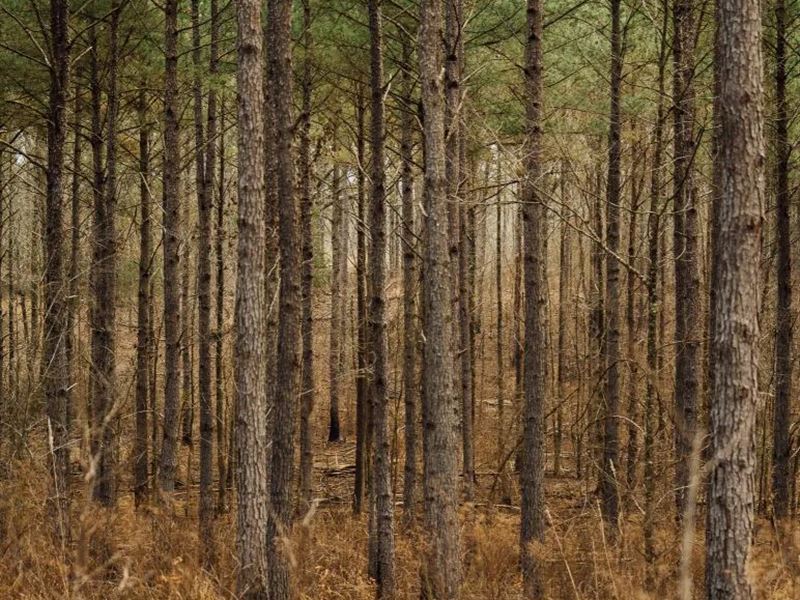 One Equity Share in Holmes & Carrol : West : Holmes County : Mississippi