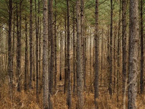 One Equity Share in Holmes & Carrol : West : Holmes County : Mississippi