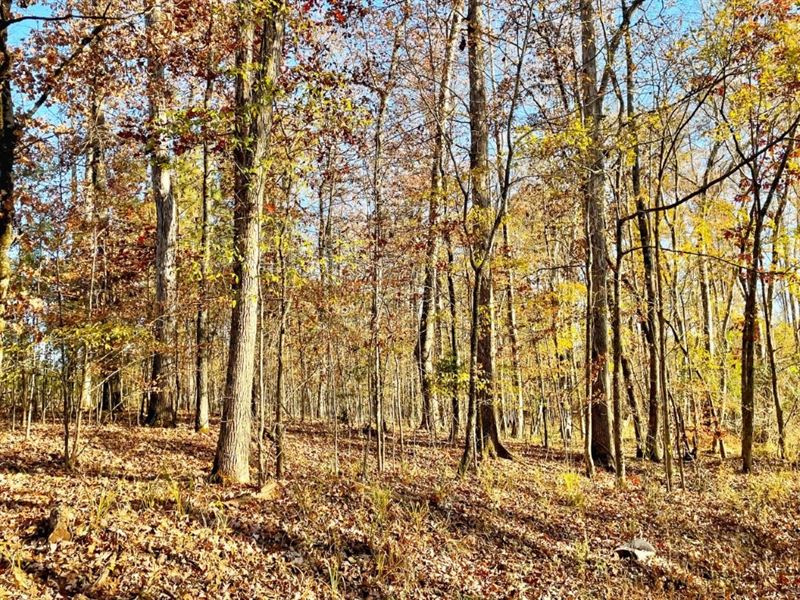 Jasper Co. Bargain Tract : Hillsboro : Jasper County : Georgia