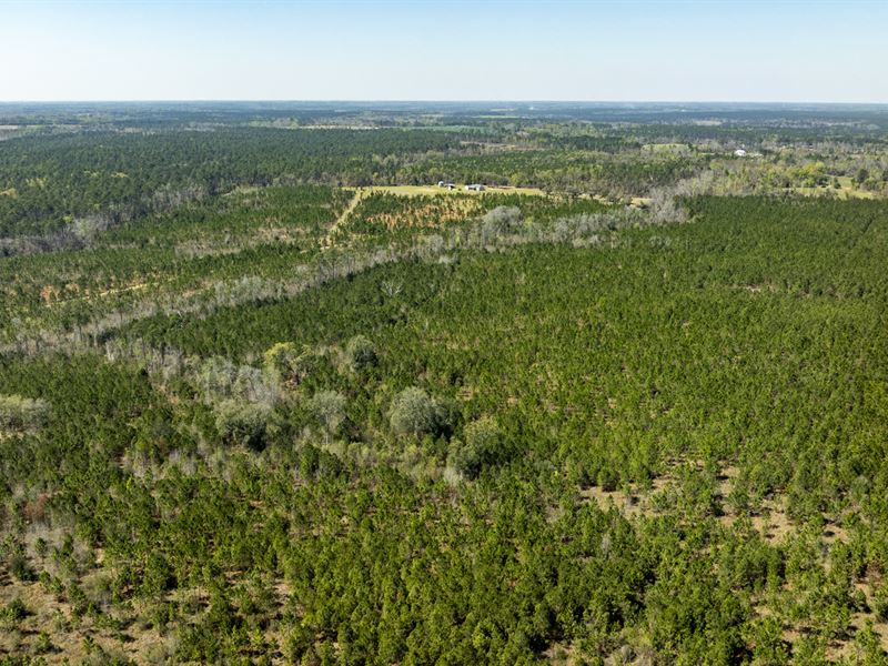 Toombs County 93 Acres : Uvalda : Toombs County : Georgia