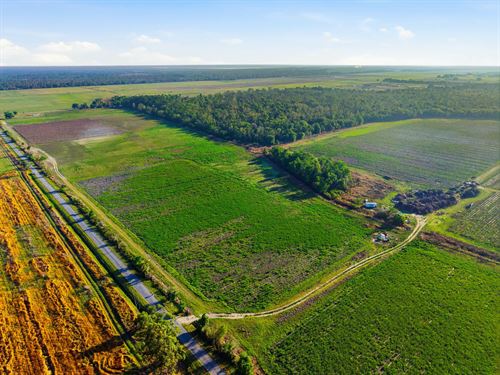 Balm Wimauma Organic Farm : Wimauma : Hillsborough County : Florida