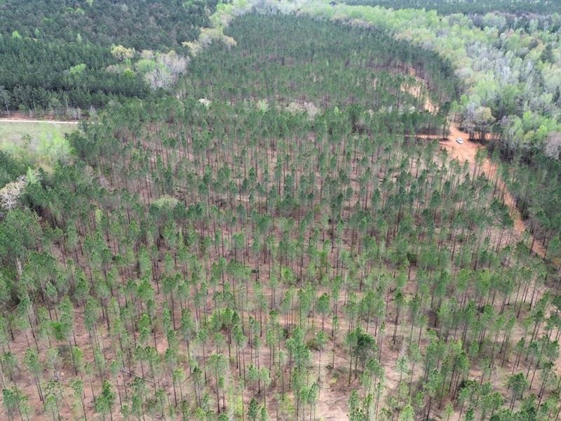 23 Acres Randolph County, GA : Cuthbert : Randolph County : Georgia