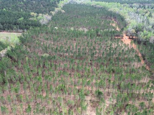 23 Acres Randolph County, GA : Cuthbert : Randolph County : Georgia