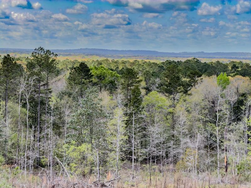 79 Ac Beautiful Views for Miles Aro : Vernon : Washington County : Florida