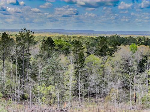 79 Ac Beautiful Views For Miles Aro : Vernon : Washington County : Florida