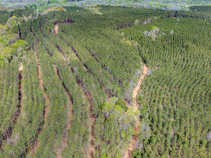 180 Ac Prime Recreation, Timber : Dawson : Terrell County : Georgia