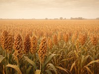 Thomas County Cropland, 2017K : Levant : Thomas County : Kansas