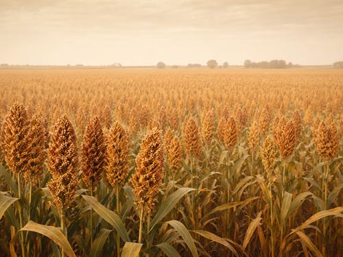 Thomas County Cropland, 2017K : Levant : Thomas County : Kansas