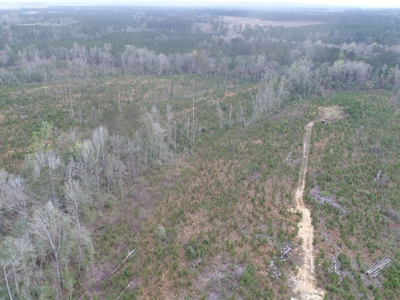 40 Acres Butler Co Georgiana : Georgiana : Butler County : Alabama