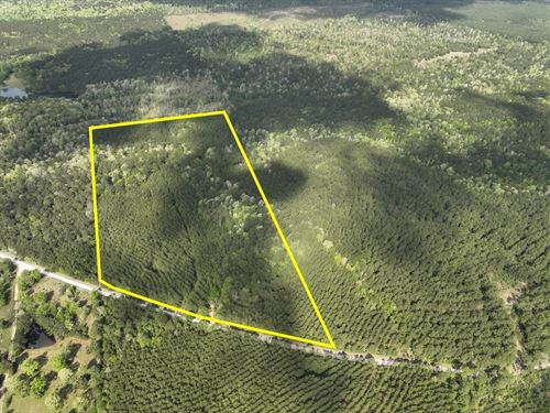 45 Acres, T-2, CR 4280, Sn6327 : Woodville : Tyler County : Texas