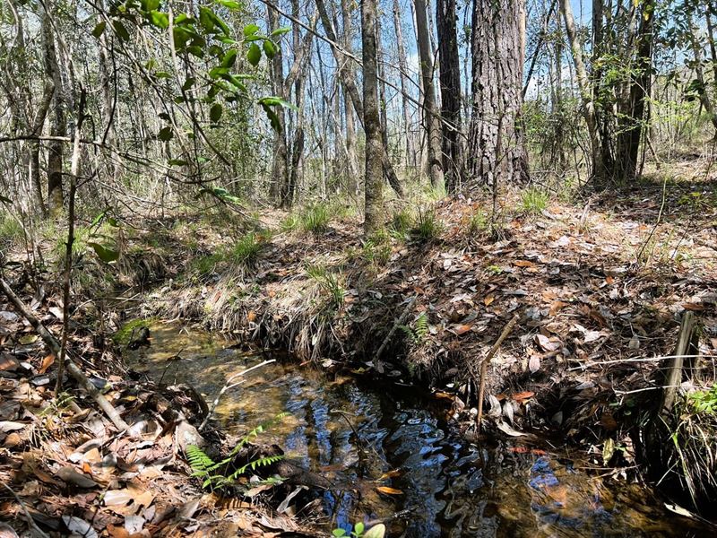 Sardis Church Road : Clayton : Barbour County : Alabama